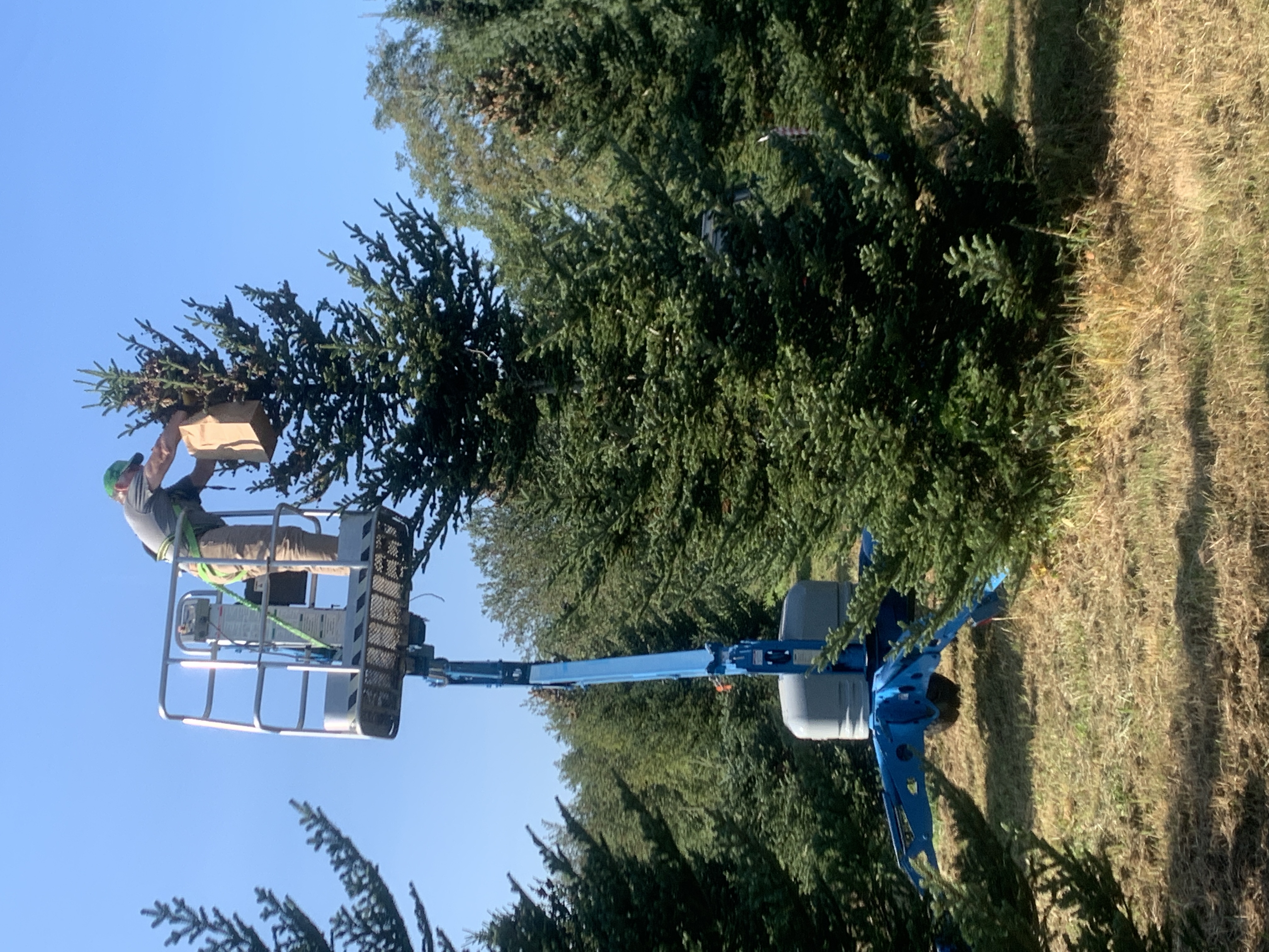 A man collecting seeds from a Fraser fir.